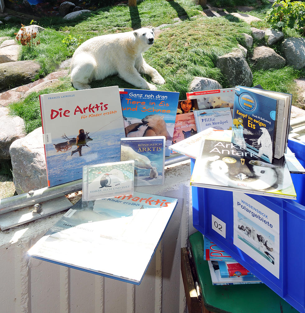Eine Wissensbox zum Thema Arktis wurde ausgepackt und die Medien dekorativ angeordnet, im Hintergrund liegt ein Eisbär. 